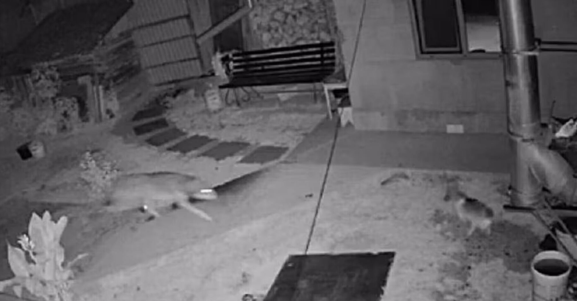 Волк в Закарпатье забежал во двор и загрыз собаку: инцидент попал на видео