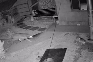 Вовк на Закарпатті забіг у двір та загриз собаку: інцидент потрапив на відео