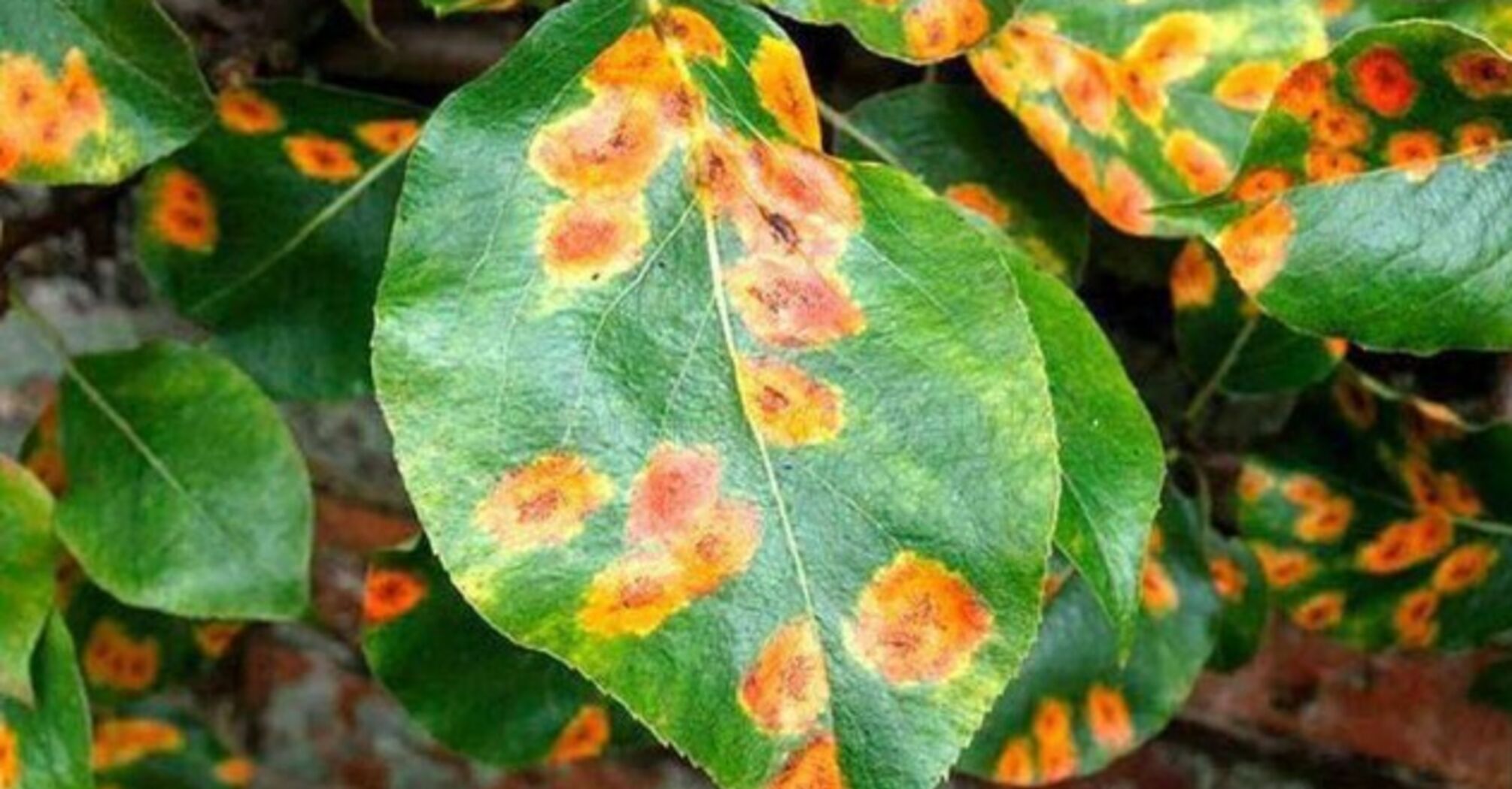Ржавые листья на плодовых деревьях: как и чем лечить