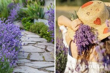 Сад как у Pinterest: как посадить лаванду, чтобы росла по дорожке