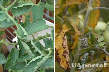 Чому скручується листя у помідорів і як цьому запобігти: городники відповіли