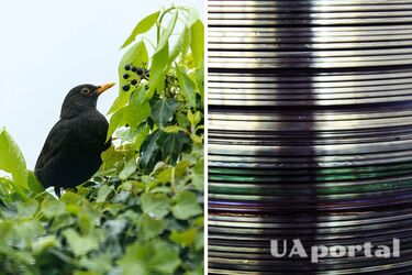 Експерти назвали цікавий екологічний метод захисту саду від птахів: пернаті не постраждають