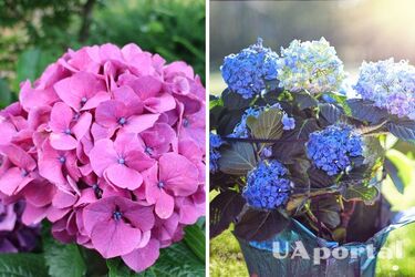 Специалисты подсказали, как не дать срезанным гортензиям быстро увянуть
