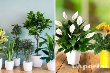 Притягують любов: які кімнатні рослини допоможуть знайти другу половинку