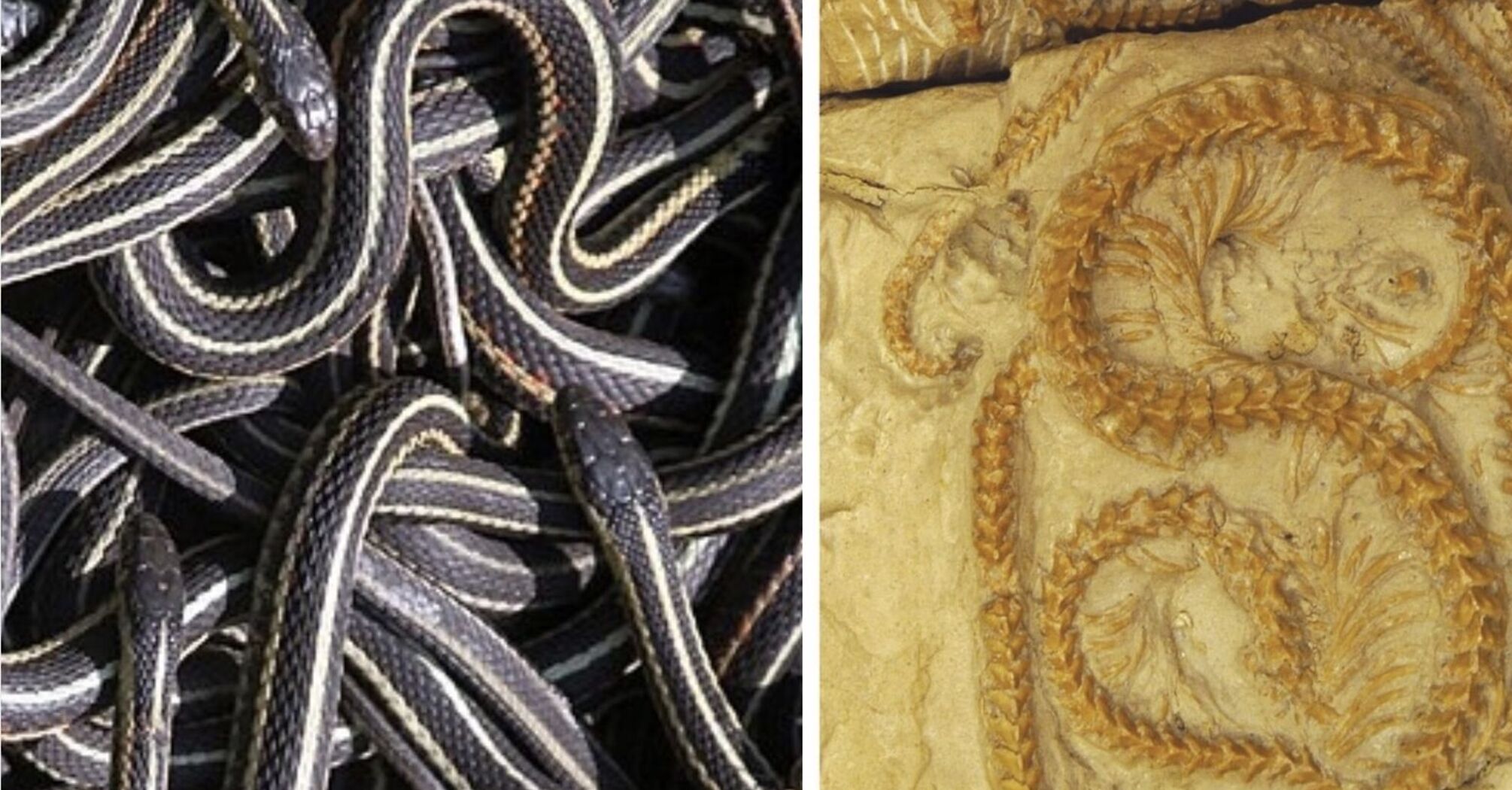Померли під час сплячки: у США серед вулканічного попелу знайшли абсолютно новий вид стародавніх змій (фото)