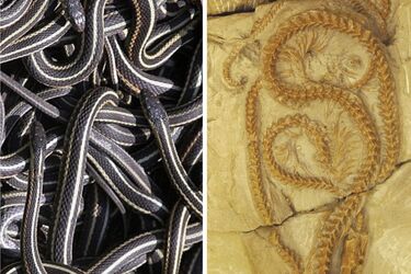 Померли під час сплячки: у США серед вулканічного попелу знайшли абсолютно новий вид стародавніх змій (фото)