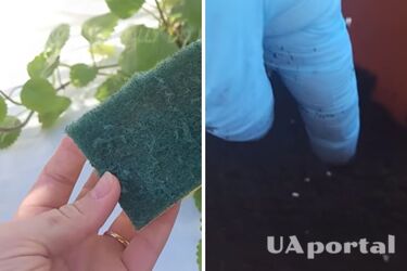 Встигніть до кінця липня: садівники закликали розкласти на городі губки для миття посуду