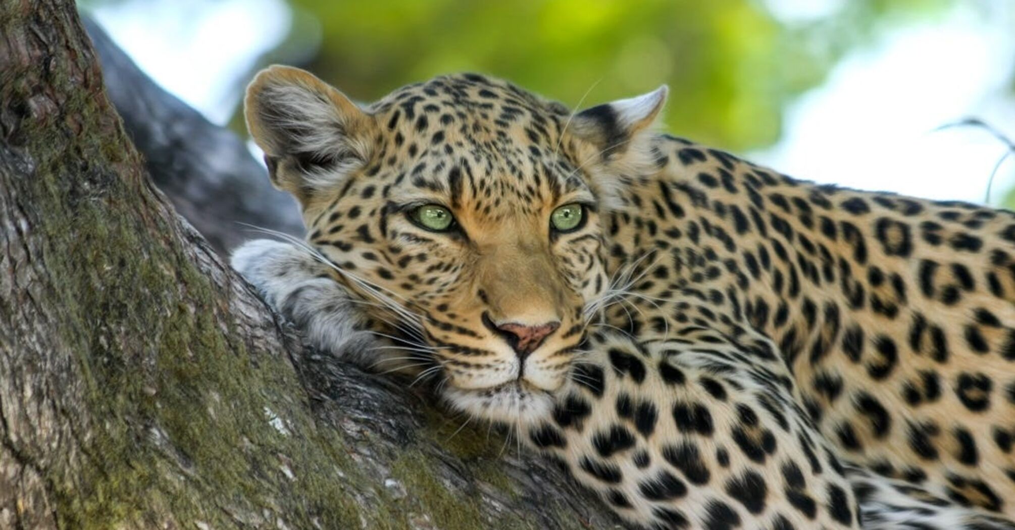 В Танзании впервые заметили редкого 'клубничного' леопарда (фото)