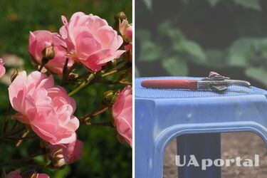 Садівник пояснив, як часто потрібно обрізати троянди, щоб спонукати повторне цвітіння