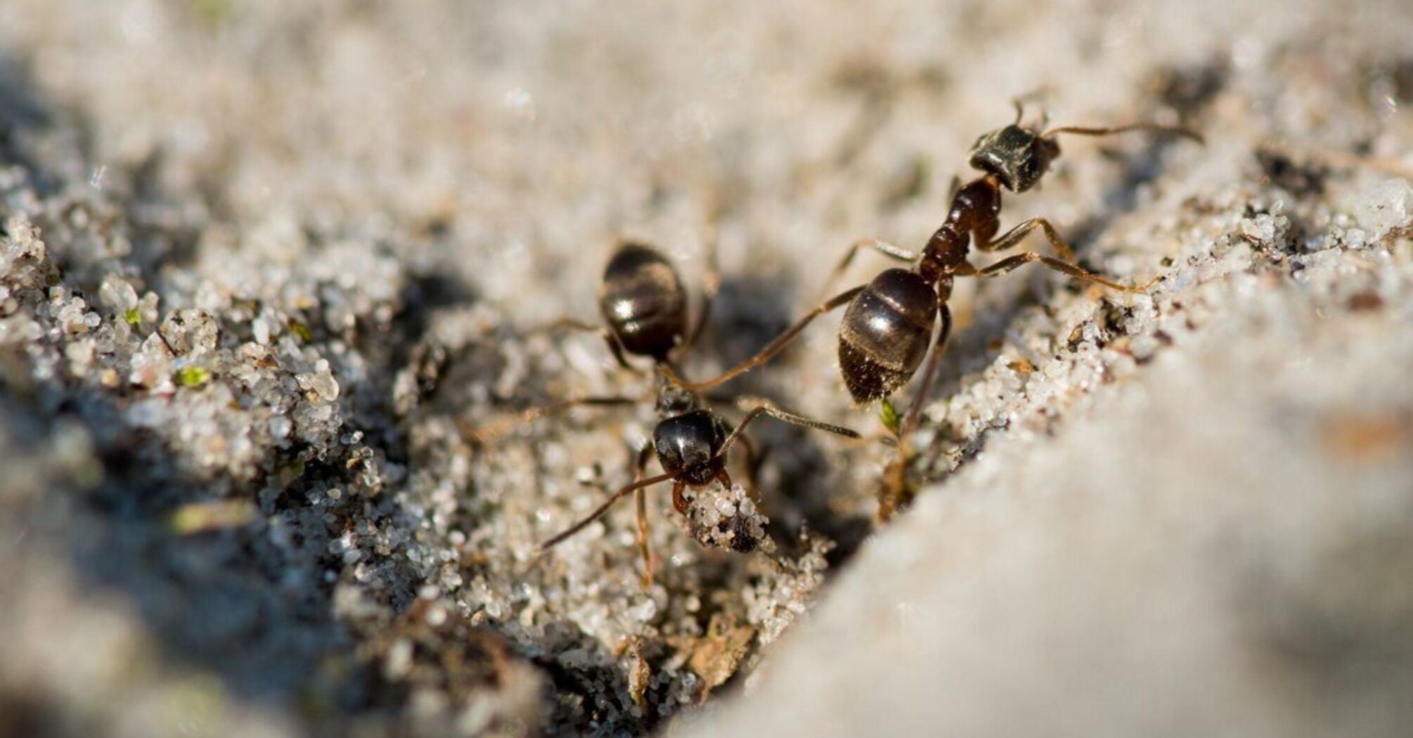 Крихітні рятувальники: дослідники показали, як мурахи проводять ампутації пораненим товаришам (відео)