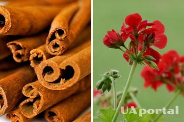 Садівники пояснили, як легко захистити герань від грибка та шкідників