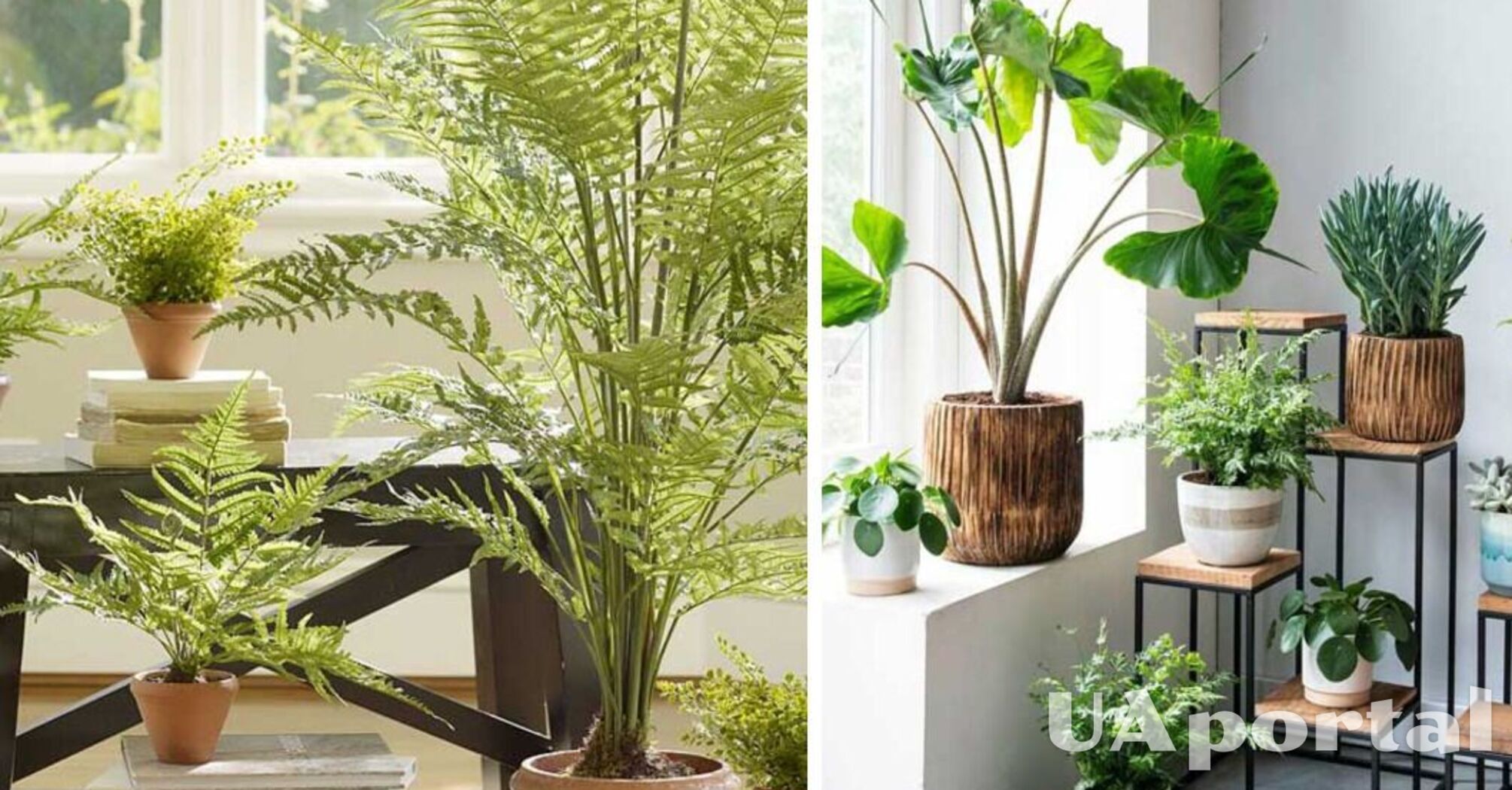 Какие комнатные растения могут расти в тени: 6 неприхотливых видов