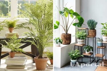 Какие комнатные растения могут расти в тени: 6 неприхотливых видов