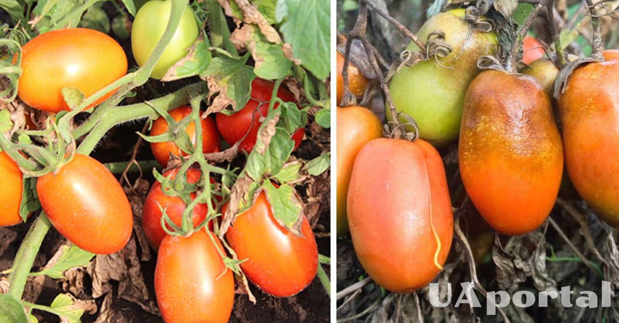 Як захистити помідори від фітофтори: городники дали пораду 
