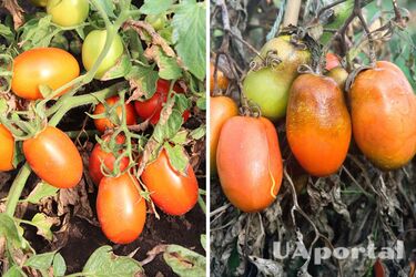 Как уберечь помидоры от фитофторы: огородники дали совет