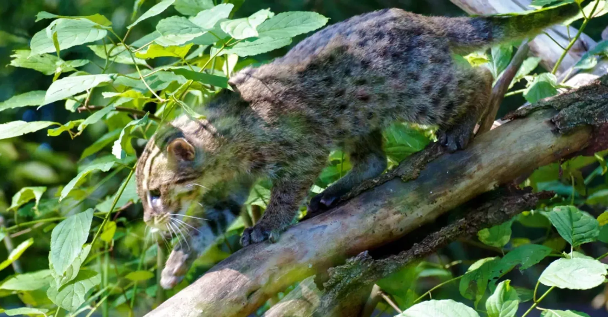 У Бангладеші знайшли дикого кота-рибалку, який крякає, як качка (відео)