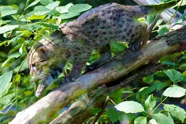 У Бангладеші знайшли дикого кота-рибалку, який крякає, як качка (відео)