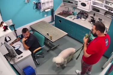 'Пашол ти на**й тагда': в Одесі чоловік нагрубив ветеринару, який втратив ноги на війні (відео)