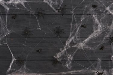 Как избавиться от пауков в доме, не используя химии: действенные методы