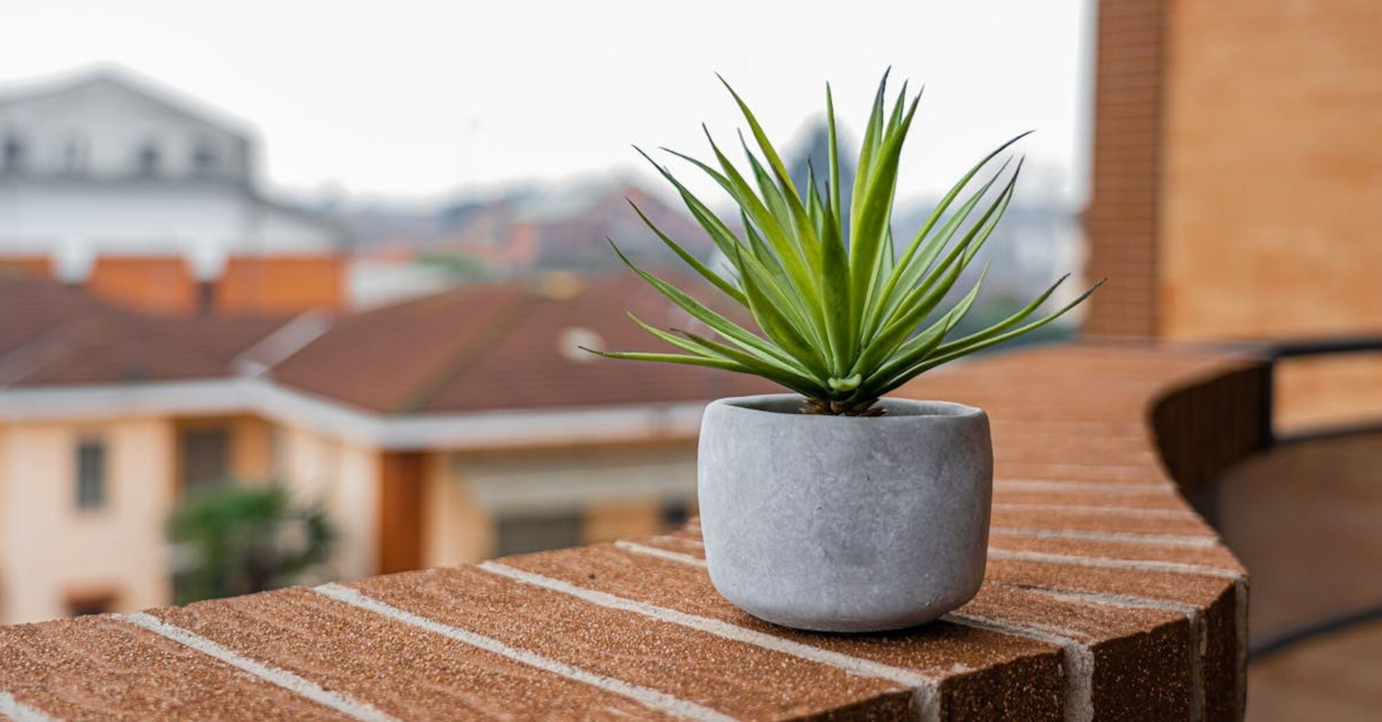 Эти пять растений растут на балконе и выживут, если вы уедете в отпуск