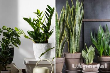 З ними точно не захворієш: які кімнатні рослини дезинфікують повітря та вбивають бактерії