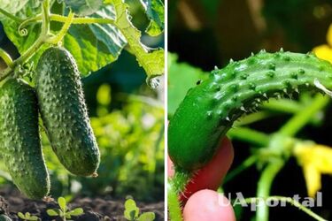 Почему огурцы растут неправильной формы и как это предотвратить