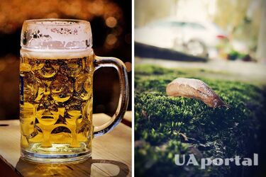 Проста саморобна пастка врятує рослини від слимаків: поради від дачників