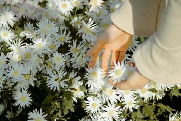 Эти цветы высаживают в начале августа: обеспечат вашему саду красочное цветение