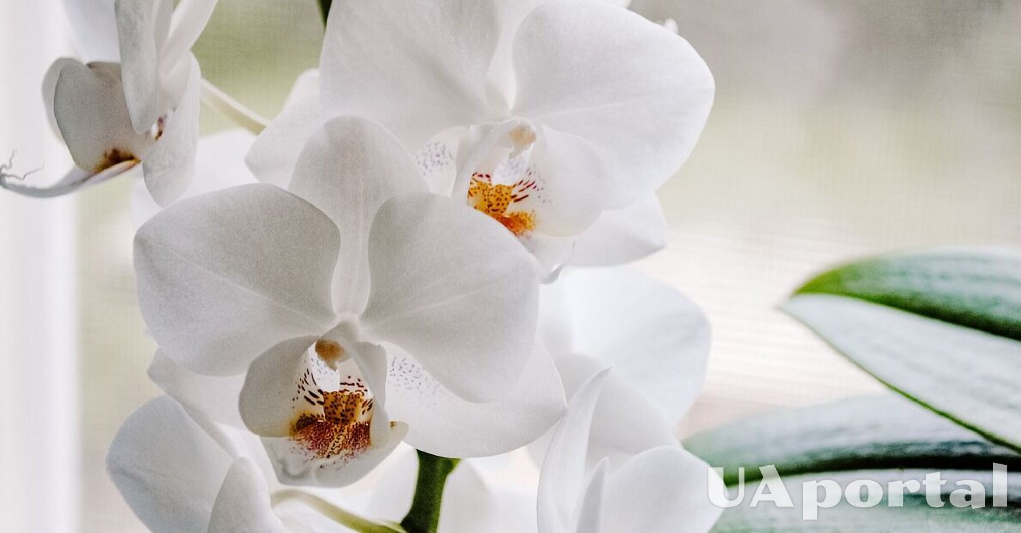 Эксперты дали два совета, как омолодить орхидею и получить потрясающие цветы