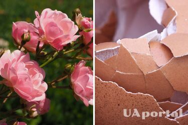 Садоводы назвали лучший вариант домашнего удобрения для роз на июль