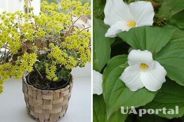 И никаких аромадифузоров не нужно: 7 комнатных растений, которые приятно пахнут