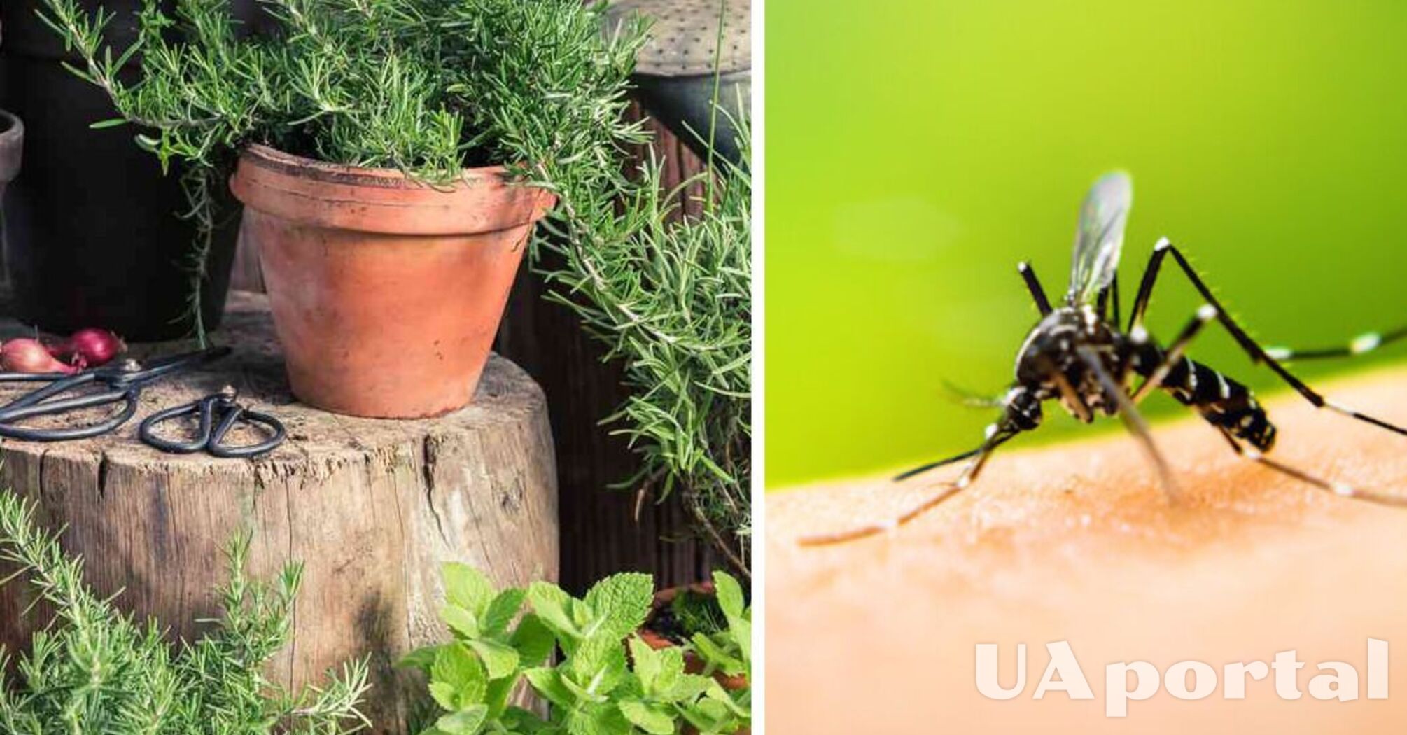 Поставьте эти растения на подоконник: комары не попадут в ваш дом