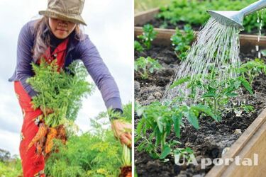 В какие дни лучше работать на огороде: посевной календарь на июль-2024