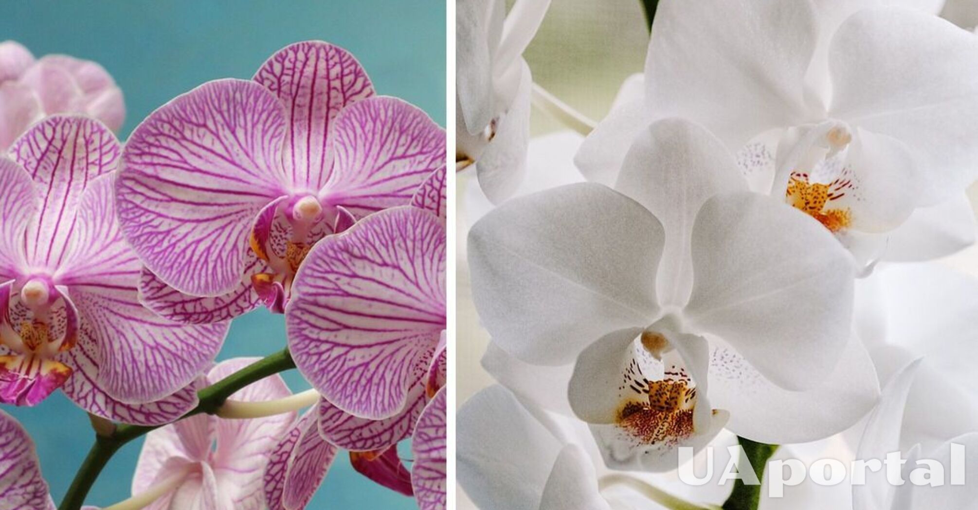 Забудьте о водопроводной воде: эксперты дали советы по уходу за орхидеей