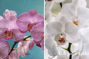 Забудьте о водопроводной воде: эксперты дали советы по уходу за орхидеей