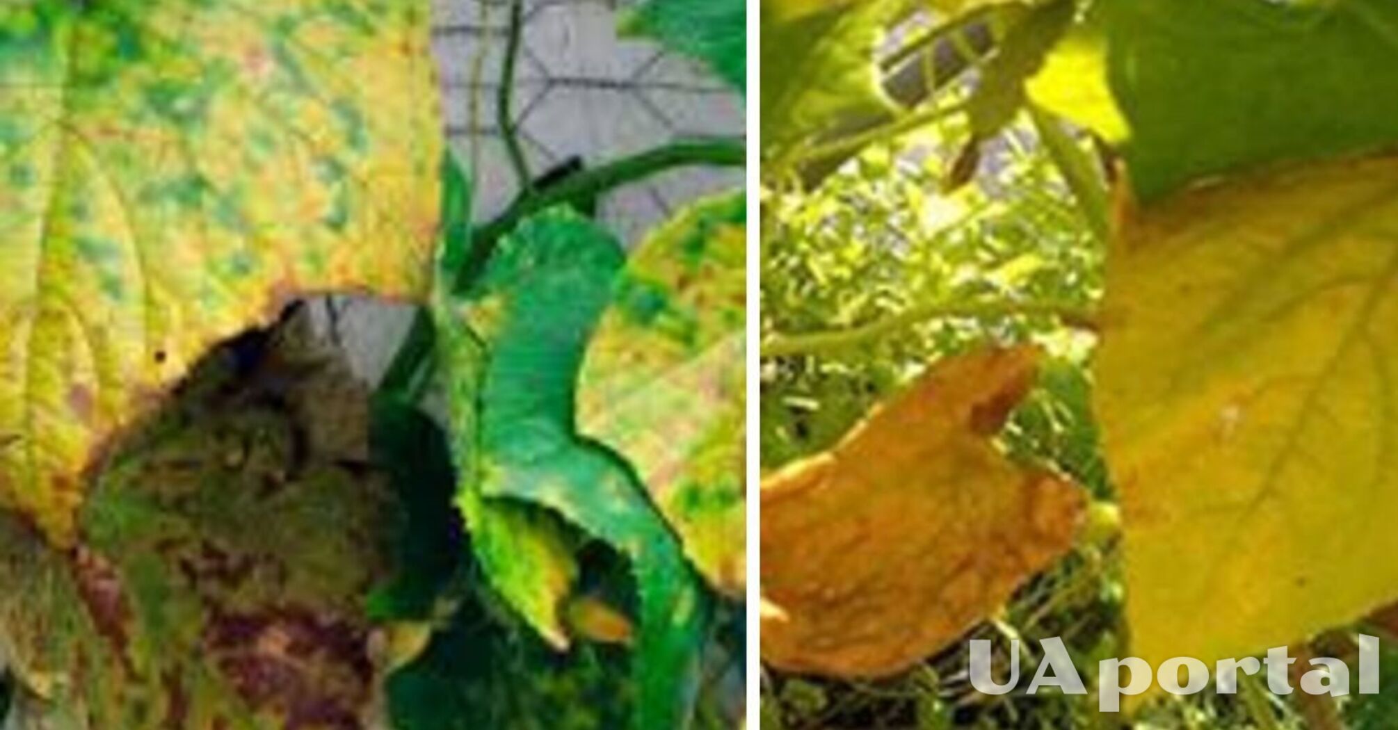 Почему желтеют листья огурцов и как это предотвратить