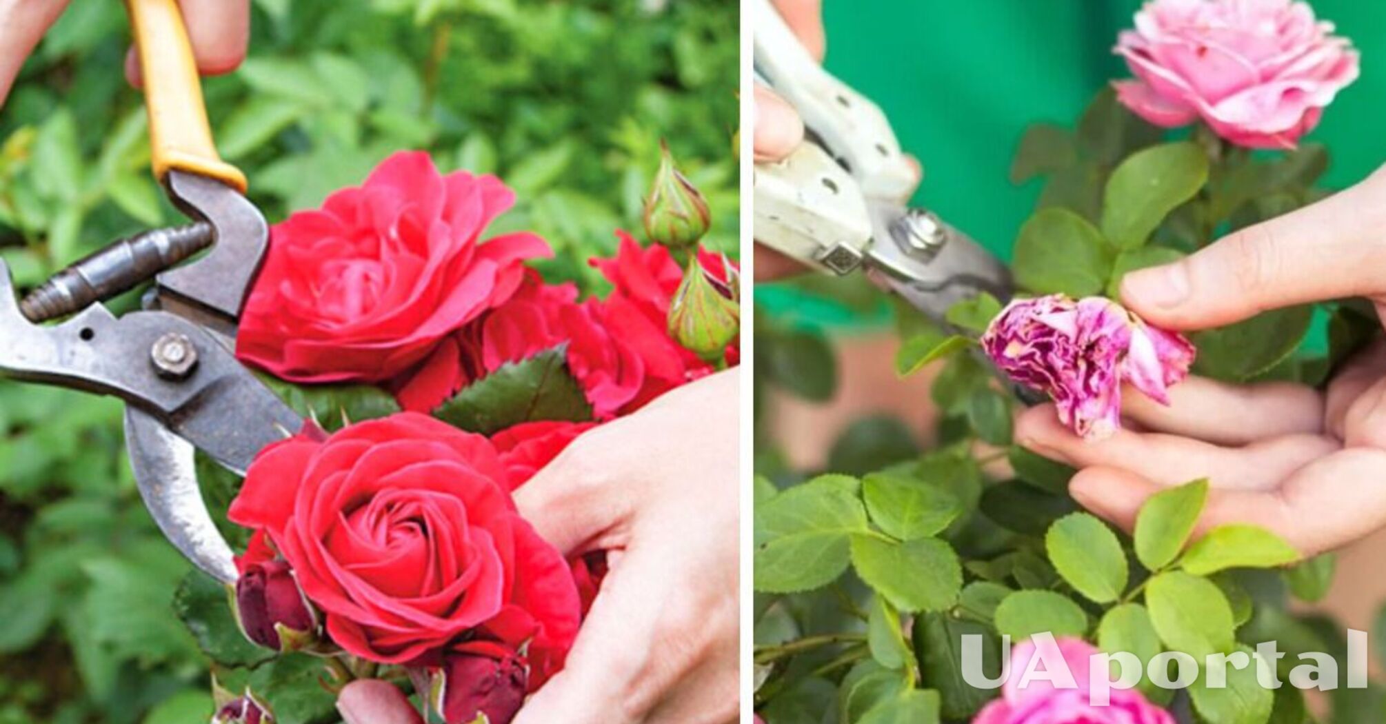 Як правильно обрізати троянди після цвітіння 