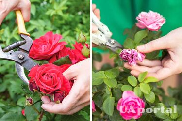 Как правильно обрезать розы после цветения