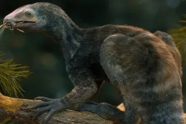 Родственник Эдварда Руки-ножницы: в Бразилии нашли останки древнего хищника с необычными лапами (фото)