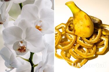 Орхидеи будут регулярно давать цветы благодаря этому простому удобрению