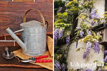 Садоводы назвали три растения в саду, которые нужно обрезать прямо сейчас