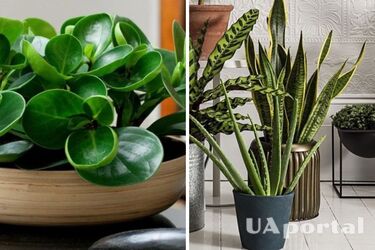 Заменит все воздухоочистители: какое комнатное растение освежает воздух