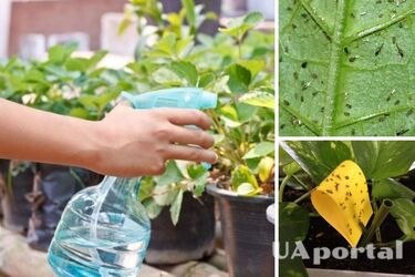 Мошка на садових рослинах: шість дієвих способів позбутися проблеми