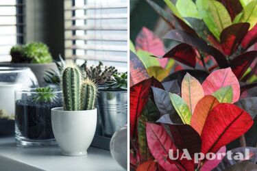 Эксперты назвали самые плохие ошибки, из-за которых погибают комнатные растения