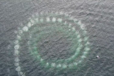 Українські вчені розкрили секрети китів: чому вони закручують спіралі в океані