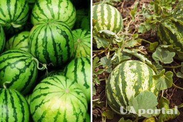 Домашние арбузы не растут: как бороться с проблемой