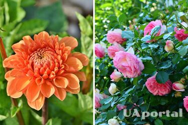 Садоводы назвали главные задачи, которые нужно выполнить в саду в августе