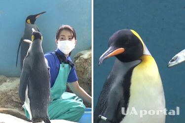 Пингвины и выдры в японском океанариуме устроили протестную голодовку (забавное видео)