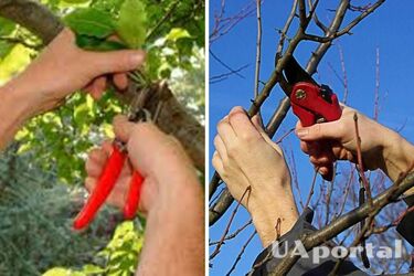 Які дерева треба обрізати до вересня, щоб рясно родили
