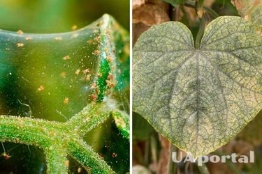 Як врятувати огірки від павутинного кліща